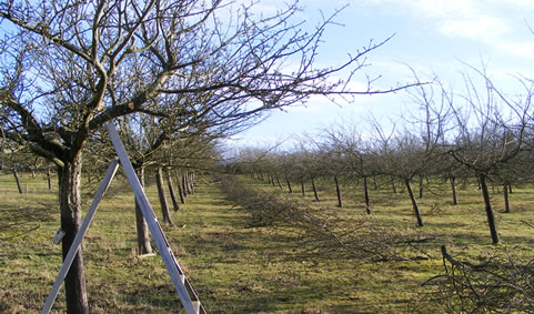 An orchard
